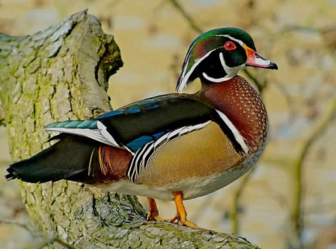 African black wood wood duck call